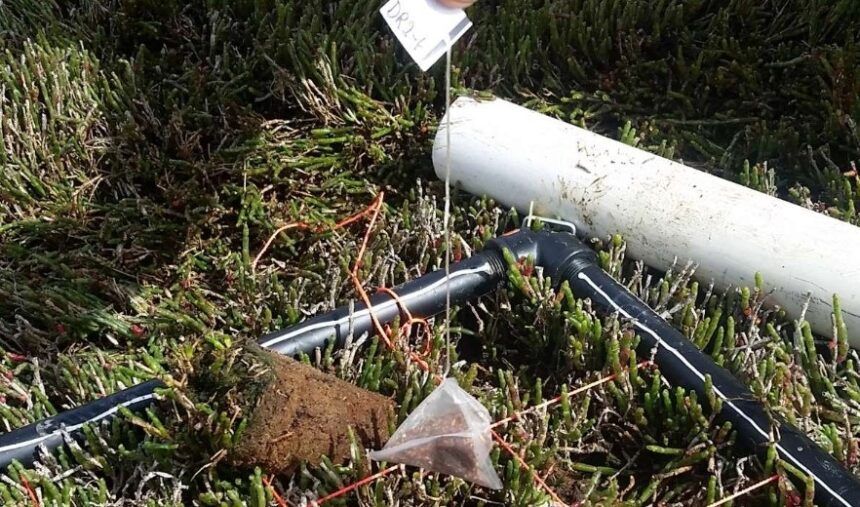 Miden con bolsitas de té cómo los humedales pierden retención de CO2