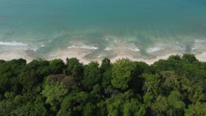 Diputado electo del Frente Amplio pide a la Sala IV detener la tala de más de 750 árboles en bosque estatal de Playa Panamá 11 Diputado electo del Frente Amplio pide a la Sala IV detener la tala de más de 3.500 árboles en bosque estatal de Playa Panamá