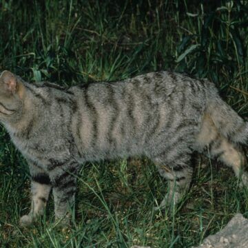 La historia del primer gato doméstico que llegó a América