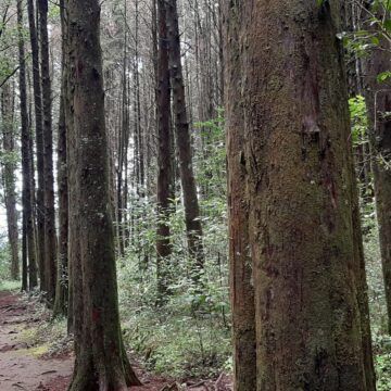 Acceso a los volcanes Arenal y Chato permanece clausurado ante turismo clandestino que destruye el ambiente natural