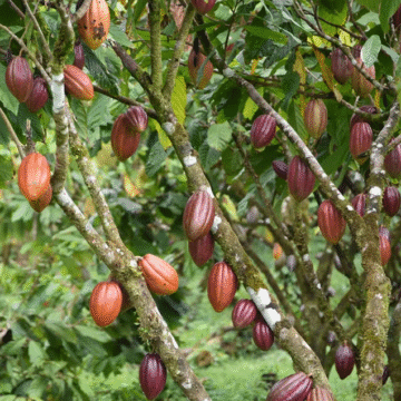 ¡Excelencia nacional! Costa Rica produce uno de los mejores cacaos del planeta