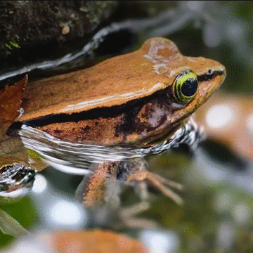 rana Vibicaria Reserva Natural Montaña Sagrada se ofrece como santuario de vida silvestre y protección del agua
