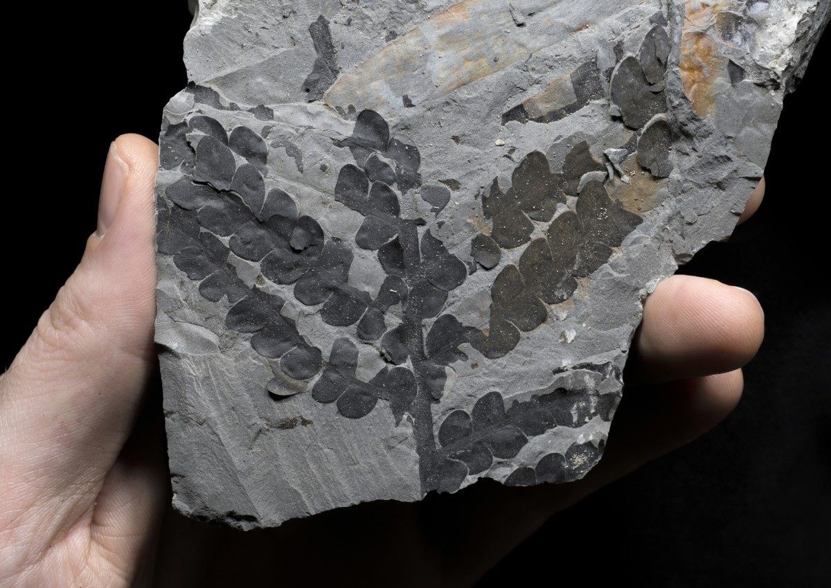 Descubrimiento: ¿Cómo sobrevivieron algunas plantas cuando un asteroide cayó sobre la Tierra y extinguió a los dinosaurios?