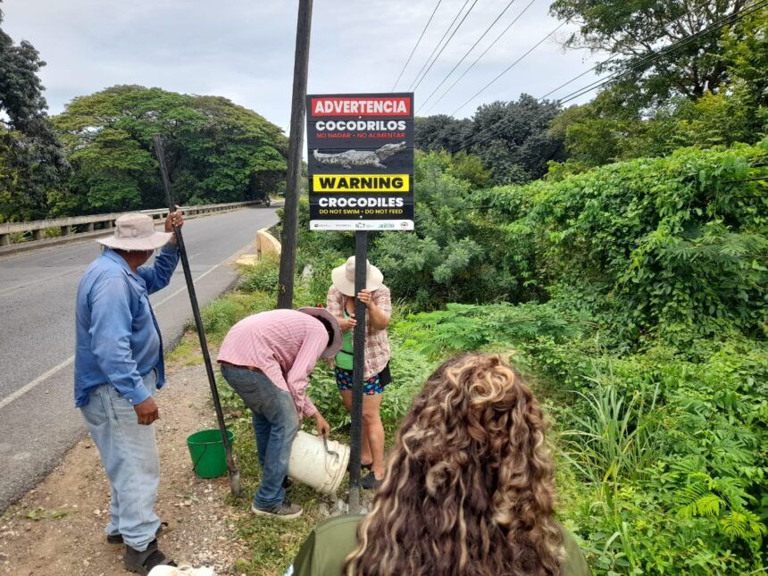 ¡Cuidado! Cocodrilos invaden zonas pero habrá rótulos para indicarlo -siga estas vitales recomendaciones-