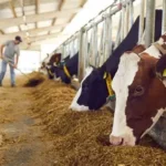 Productores de leche alertan: Acuerdo Transpacífico pone en riesgo al campo costarricense