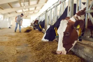 Productores de leche alertan: Acuerdo Transpacífico pone en riesgo al campo costarricense