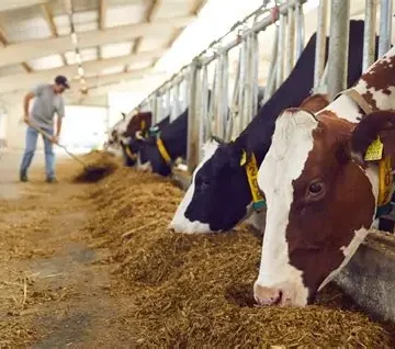 Productores de leche alertan: Acuerdo Transpacífico pone en riesgo al campo costarricense