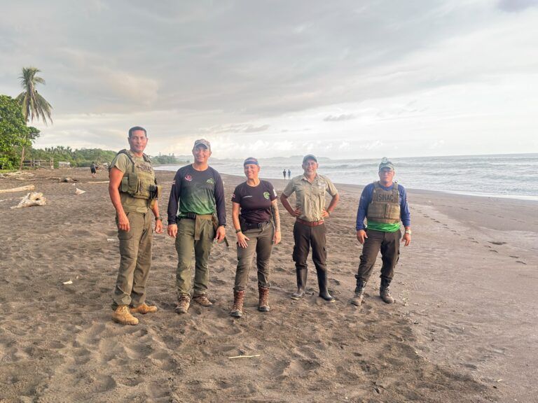 Es temporada de desove: Cinco personas detenidas por extraer huevos de tortuga lora en Ostional