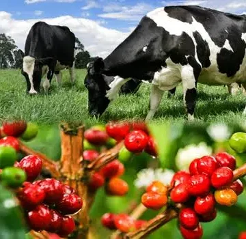 cafe y ganaderia A puertas cerradas negociaron Tratado Transpacífico y nadie lo conocerá hasta que se firme, denuncian agricultores y Bloque Democrático