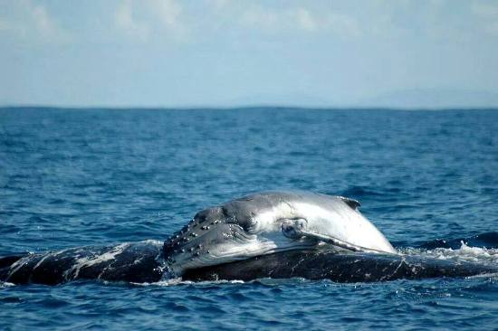 Ballenas jorobadas tiene su maternidad en Costa Rica.