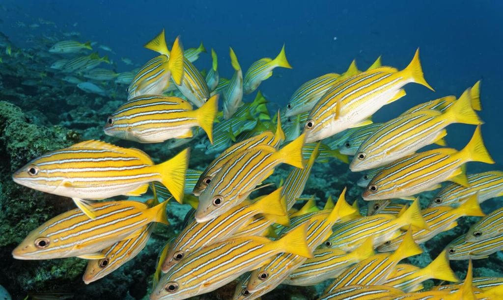 ¡Alarmante!: Denuncian que Incopesca aumentó de 34 a 234 la lista de especies de interés comercial 6 La lista de especies incluye nuevos tipos de peces exóticos.