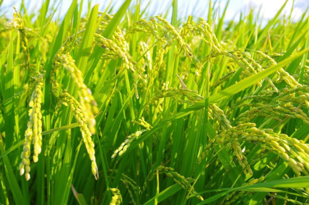 El precio del arroz no baja y productores nacionales en crisis
