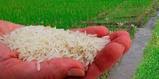 La "Ruta del arroz" y la crisis alimentaria ◘ Voz Propia 6 La Ruta del arroz pone en riesgo la producción nacional.