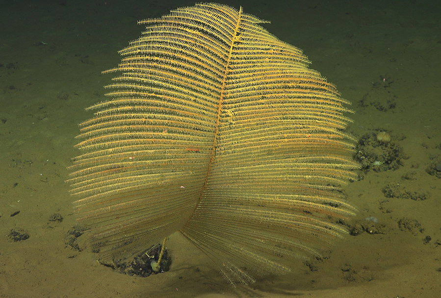 coral negro UCR
