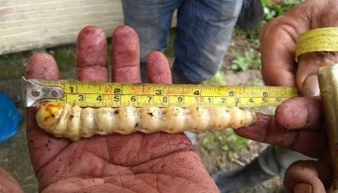 Segundo paciente fallecido por gusano barrenador provenía del Valle La Estrella 11 Segundo paciente fallecido por gusano barrenador del Valle La Estrella