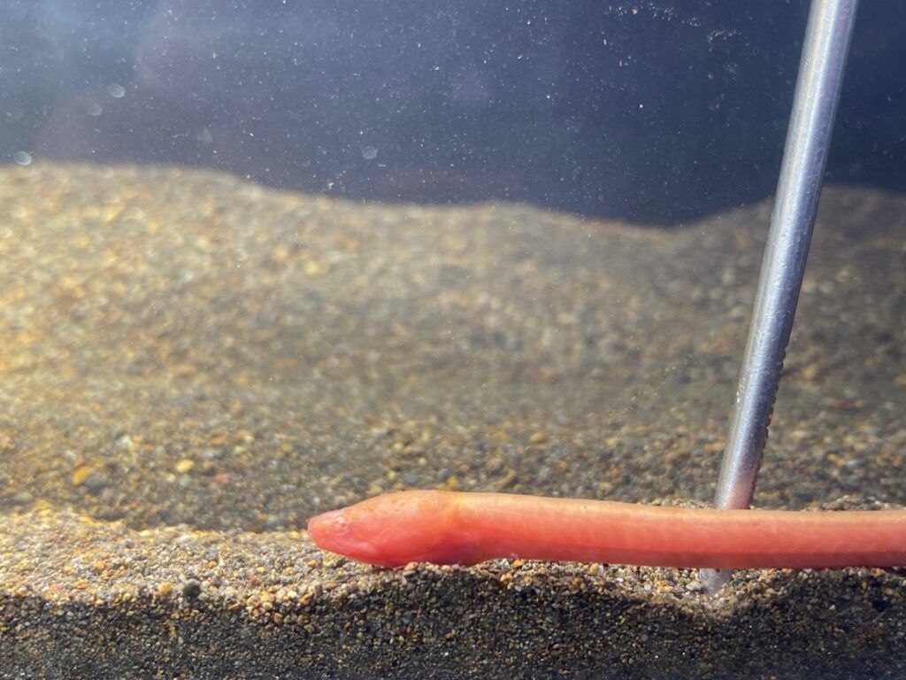 ¡Asombroso! Descubren en Costa Rica una nueva especie de pez que es capaz de vivir fuera del agua 19 Descubren en Costa Rica una nueva especie de pez que es capaz de vivir fuera del agua