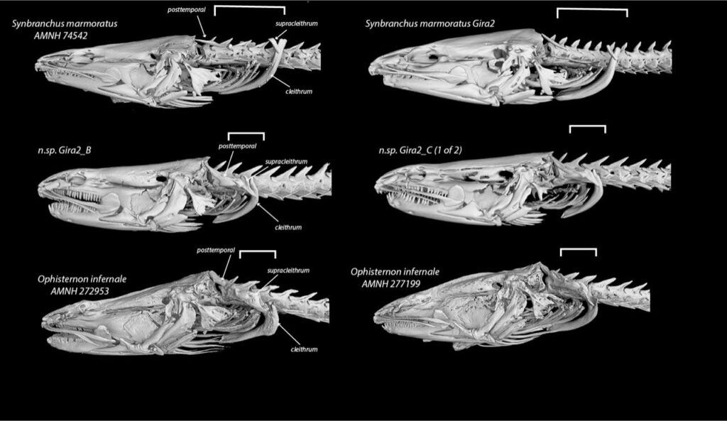 ¡Asombroso! Descubren en Costa Rica una nueva especie de pez que es capaz de vivir fuera del agua 20 Descubren en Costa Rica una nueva especie de pez que es capaz de vivir fuera del agua